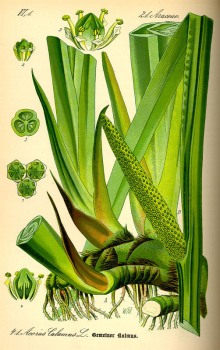 Kalmus Wurzel bio